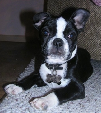 A black and white Frenchton puppy is laying on a rug and there is a couch behind it. It has one ear up and one ear down.